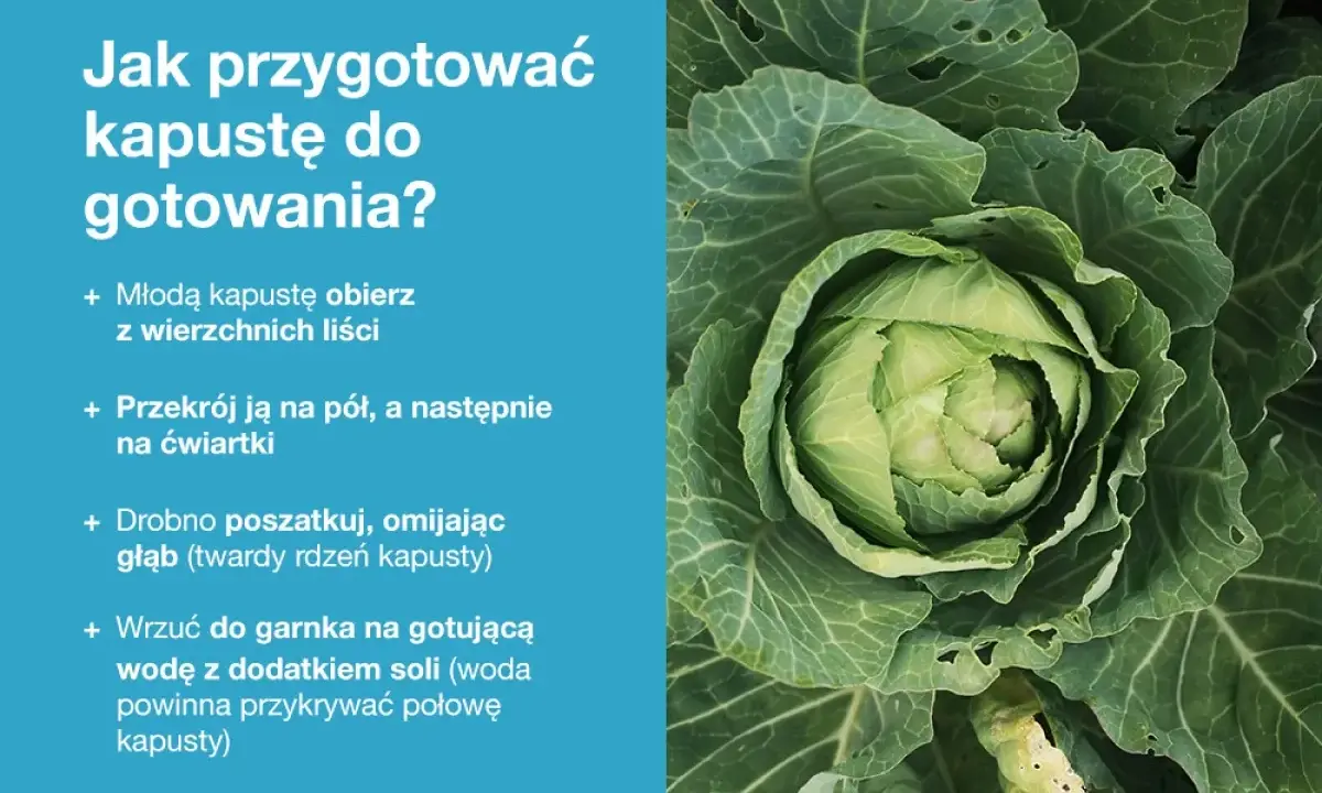 Zbliżenie na świeżą, zieloną kapustę z widocznymi liśćmi.