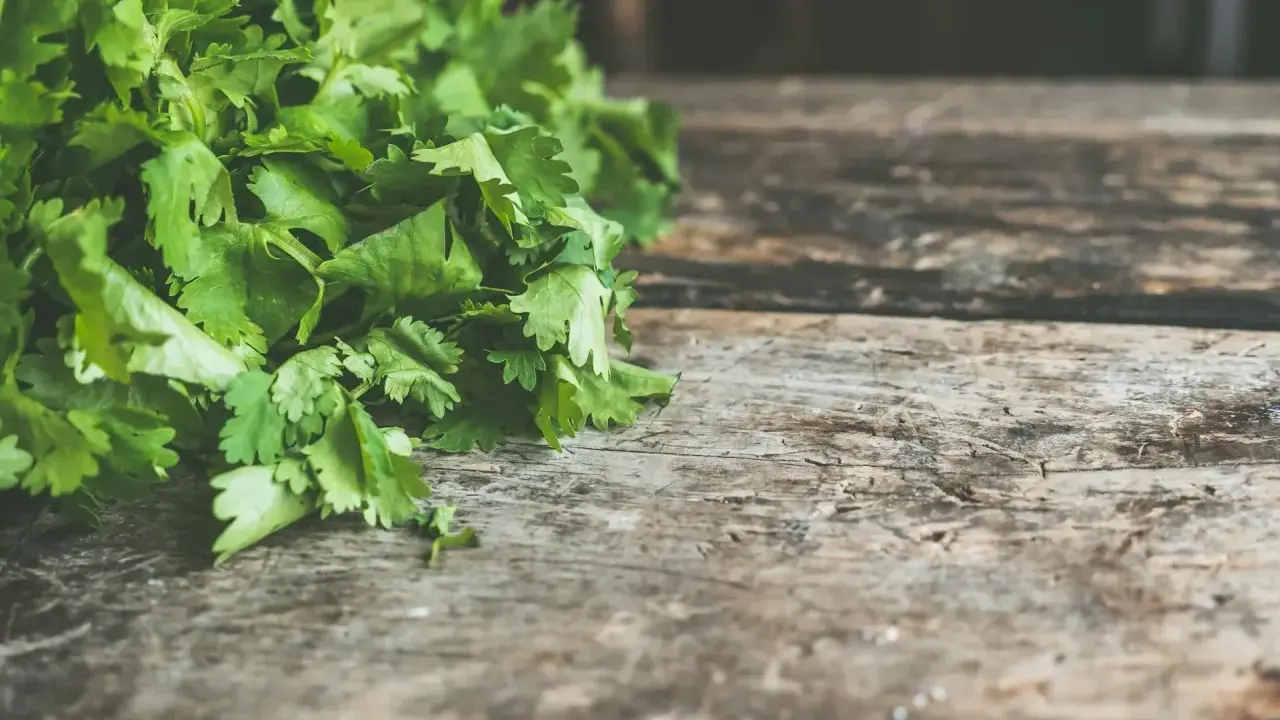 Świeża kolendra, aromatyczna przyprawa, leży na drewnianym blacie.