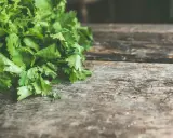 Świeża kolendra, aromatyczna przyprawa, leży na drewnianym blacie.