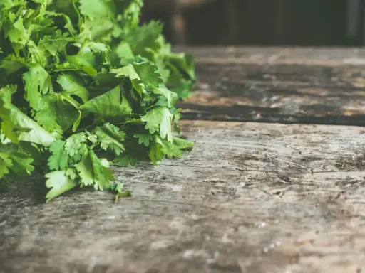Świeża kolendra, aromatyczna przyprawa, leży na drewnianym blacie.