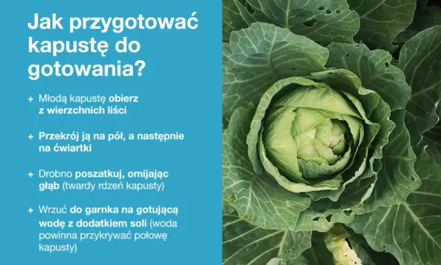 Zbliżenie na świeżą, zieloną kapustę z widocznymi liśćmi.